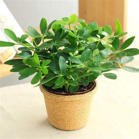 长流水命的男人怎么才能找个好老婆,第6张 长流水命的男人怎么才能找个好老婆,第6张